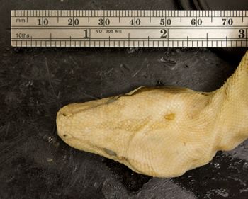 Media type: image;   Herpetology R-2097 Aspect: head dorsal